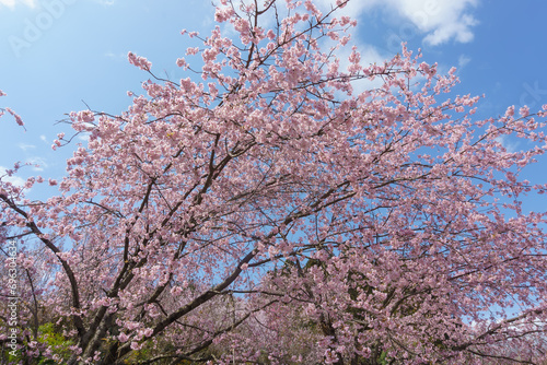 福島県福島市 花見山公園 hanamiyama Park photo