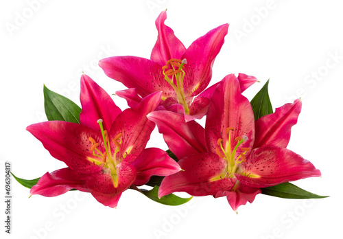 Three beautiful red Lilies (Lilium, Liliaceae) PNG