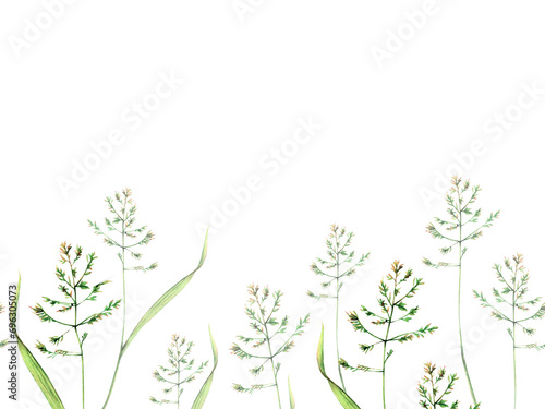 Bluegrass meadow poa watercolor seamless border floral illustration. Green stems isolated on white background. Wildflower botanical natural hand drawn  photo