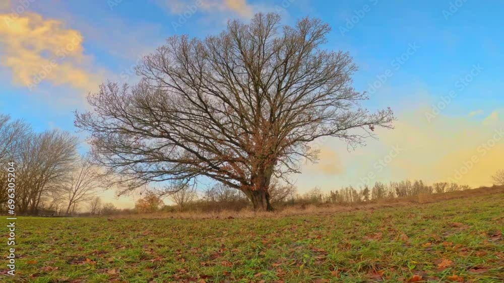 Beautifully branched tree Beautifully branched tree