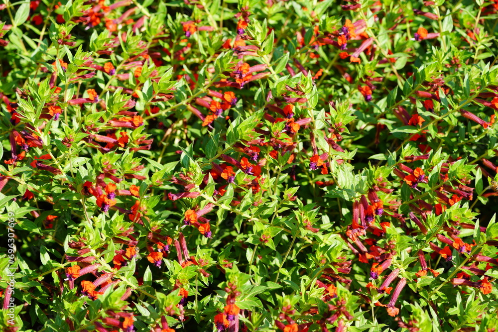 Red flowers of Cuphea Llavea. Flowering plant close-up.
