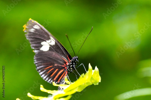 Orange black butterfly on a plant. Close-up of the insect.
