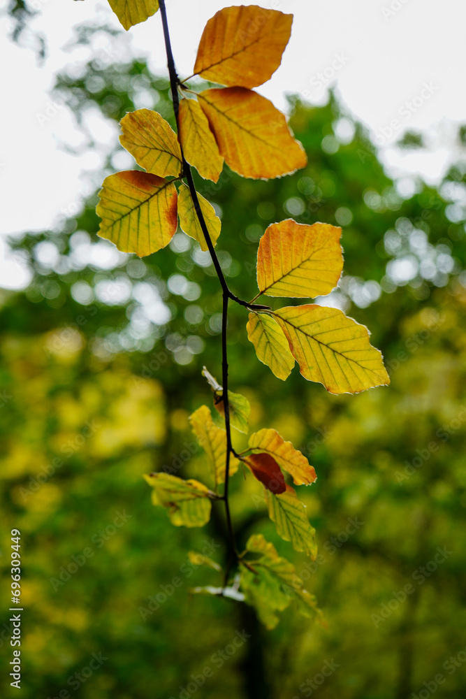 Close up of leaves changing colour in the autumn fall Close up of leaves changing colour in the autumn fall