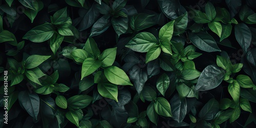 Stylish Close-up of Vibrant Green Leaves Adorning a Wall © Irfanan