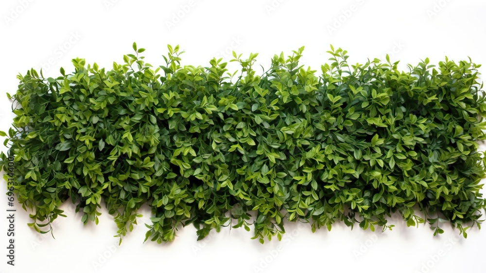 Obraz premium Hedge Placed on Top of a Clean White Wall for a Striking Visual Contrast