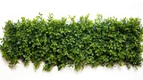 Hedge Placed on Top of a Clean White Wall for a Striking Visual Contrast