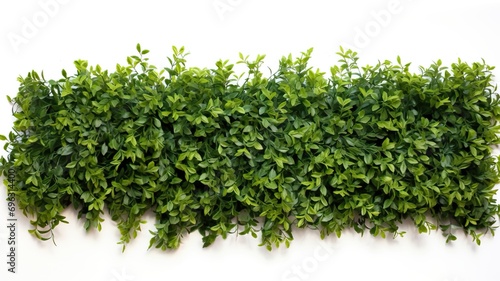 Hedge Placed on Top of a Clean White Wall for a Striking Visual Contrast