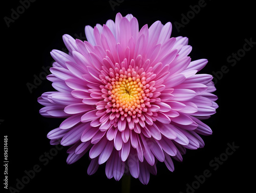 Aster flower in studio background, single aster flower, Beautiful flower, ai generated image