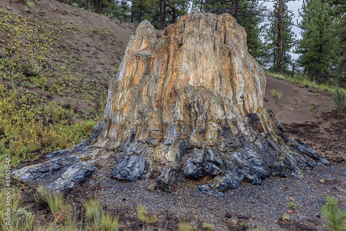 Valokuva At the base of the Big Stump a massive petrified redwood in the Florissant Fossi