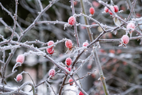 Red rosehips on a withered rosebush in winter covered with frost and ice