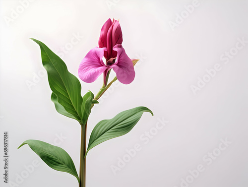 Balsam flower in studio background  single balsam flower  Beautiful flower  ai generated image