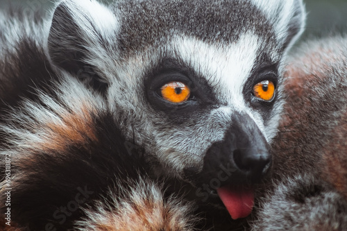 Close-up of a ring-tailed lemur (Lemur catta) showing its tongue
