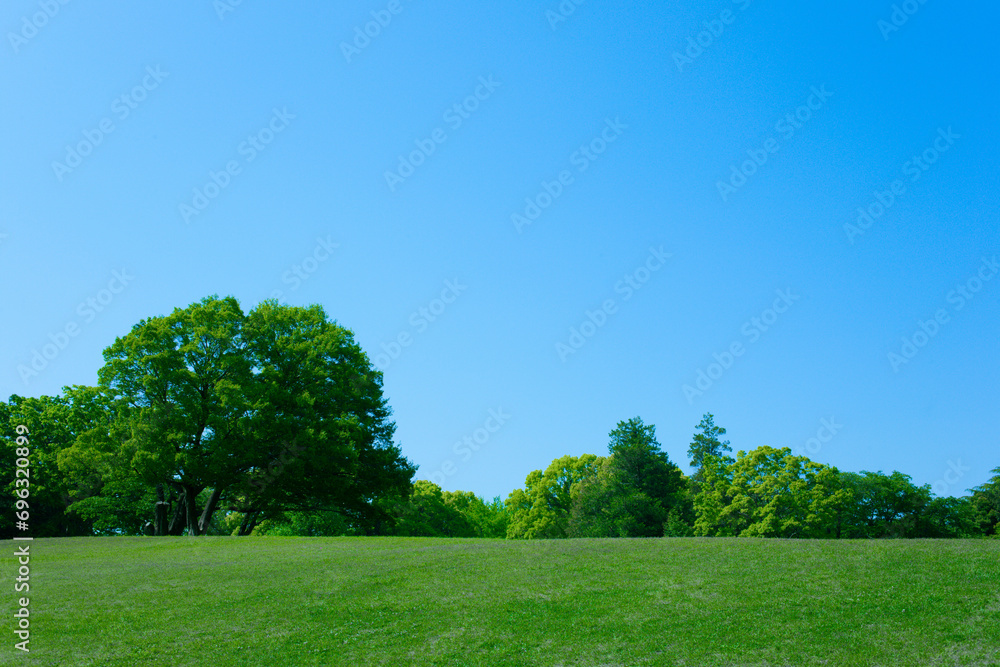 Fototapeta premium Green Forest