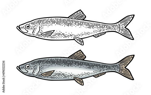 Whole fresh fish herring. Vector engraving vintage