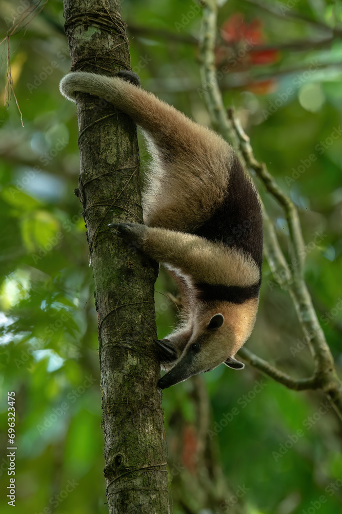 Northern tamandua (Tamandua mexicana) is a species of tamandua, an ...