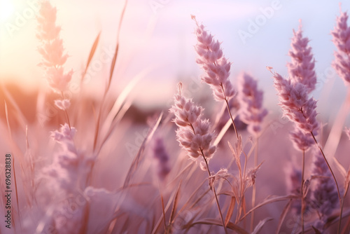Beautiful Peach Fuzz Lavender and Peach Lavender flower . Captivating Beauty of Peach Fuzz. Enlightenment and universe. With Copy Space for banner, poster, cover, brochure or presentation.