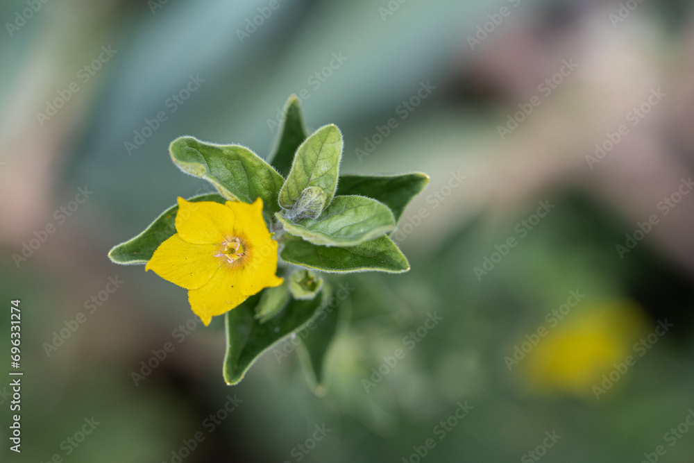 Macro photo nature yellow Lysimachia vulgaris flower. Texture background plant golden yellow loosestrife flower. Macro photo nature yellow Lysimachia vulgaris flower. Texture background plant golden yellow loosestrife flower.