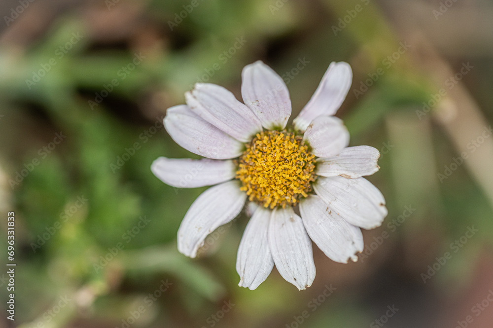 Detail of Leucanthemum vulgare, commonly known as the ox-eye daisy, oxeye daisy, dog daisy, marguerite and other common names. Detail of Leucanthemum vulgare, commonly known as the ox-eye daisy, oxeye daisy, dog daisy, marguerite and other common names.