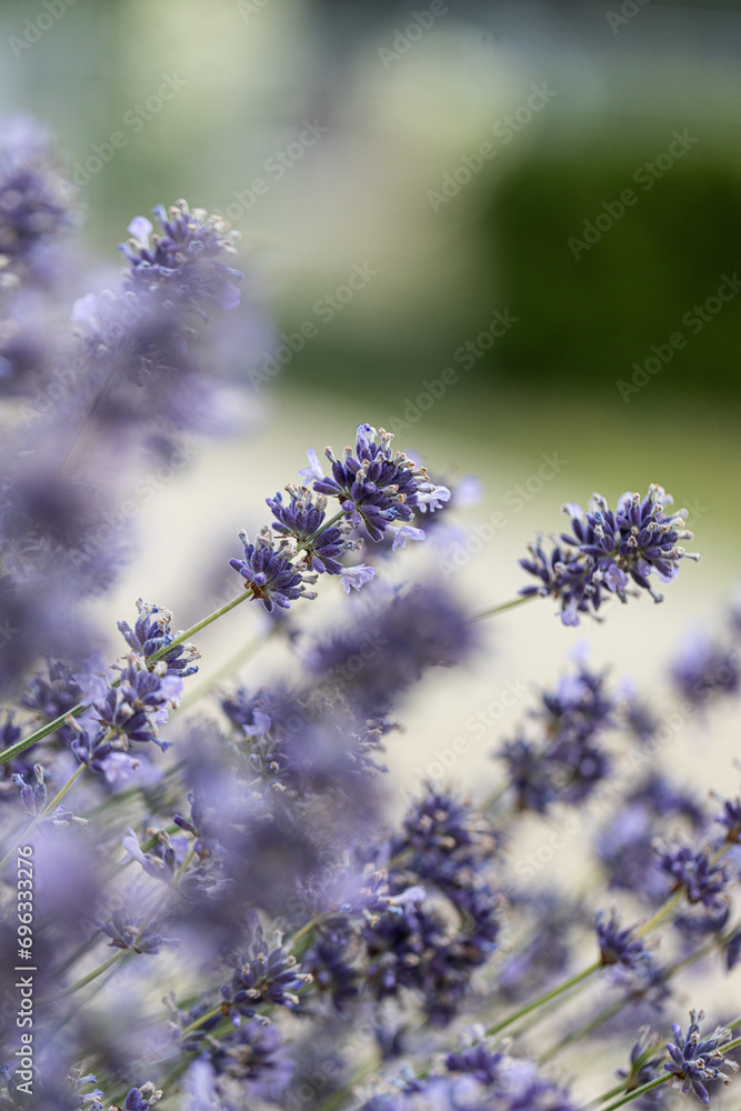 Lavandula angustifolia, Hidcote. Field of Lavender. Close up of purple lavender flowers background. Blooming Lavandula officinalis. Purple blue summer flower. Lavender bushes closeup Lavandula angustifolia, Hidcote. Field of Lavender. Close up of purple lavender flowers background. Blooming Lavandula officinalis. Purple blue summer flower. Lavender bushes closeup