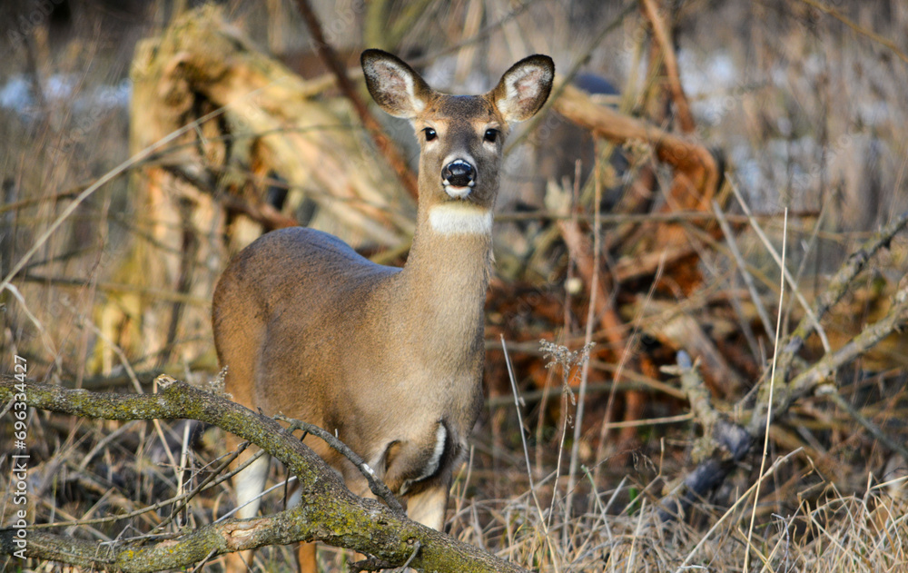 December Deer in Fowlerville, Michigan