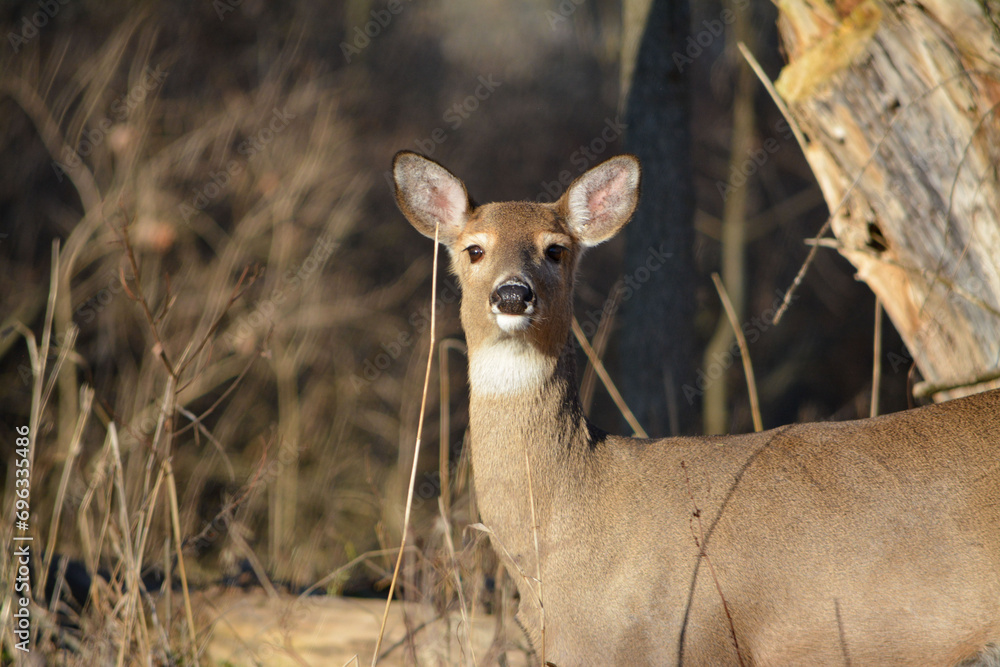 December Deer in Fowlerville, Michigan