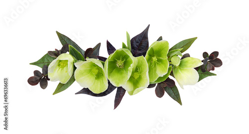 Green hellebore flowers and brown leaves in a floral arrangement isolated on white or transparent background