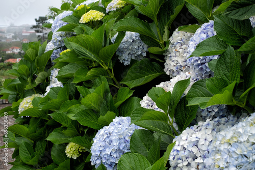 Flowers in Madeira