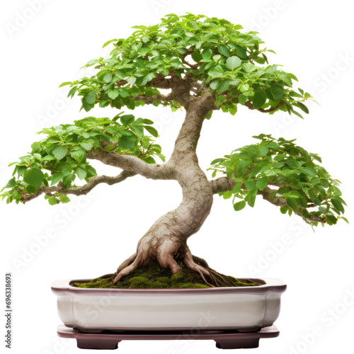 Contest champion bonsai plant in transparent PNG format