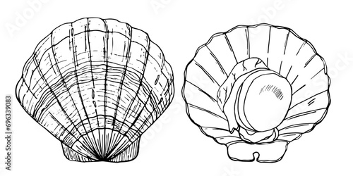 Scallop. Vector stock illustration. Seafood. Seashell. A black sketch. Isolated on a white background.