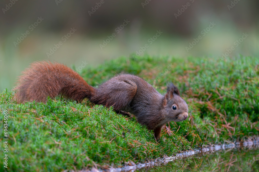 Eurasian red squirrel (Sciurus vulgaris) on the waterfront in the forest of Noord Brabant in the Netherlands.                  