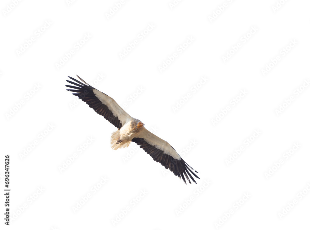 Fototapeta premium alimoche, buitre leonado con las alas desplegadas en vuelo, recortado a transparencia png