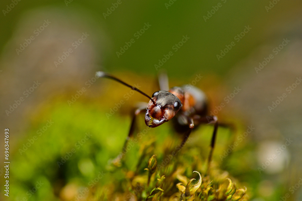 ant in the moss_7