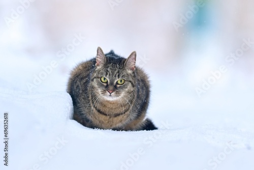 Portrait of a beautiful tabby cat. Winter scene with a bautiful european cat. Felis silvestria catus.