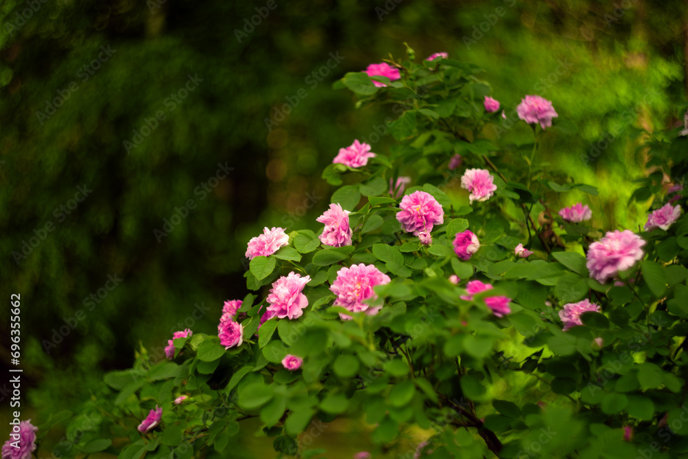 Rose of Canada Teresa Bagnet.A large bush with a pink rose in the park. Rose of Canada Teresa Bagnet.A large bush with a pink rose in the park.
