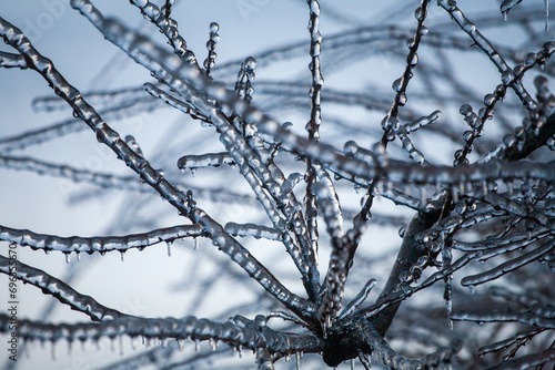 Icing in the world of branch with long green needles covered with a thin layer of ice on a winter day.