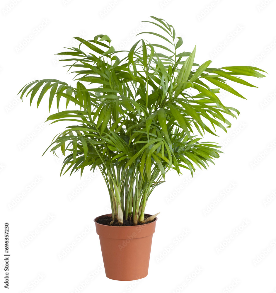 Fototapeta premium Chamaedorea elegans en pot