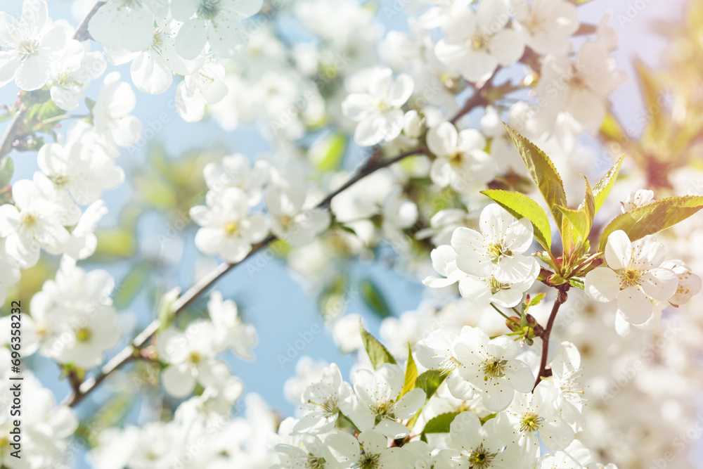 Blooming white apple or cherry blossom on background of blue sky. Happy Passover background. Spring Easter background. World environment day. Easter, Birthday, womens day holiday. Top view. Mock up. Blooming white apple or cherry blossom on background of blue sky. Happy Passover background. Spring Easter background. World environment day. Easter, Birthday, womens day holiday. Top view. Mock up.