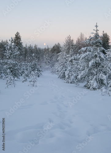 winter forest in the snow