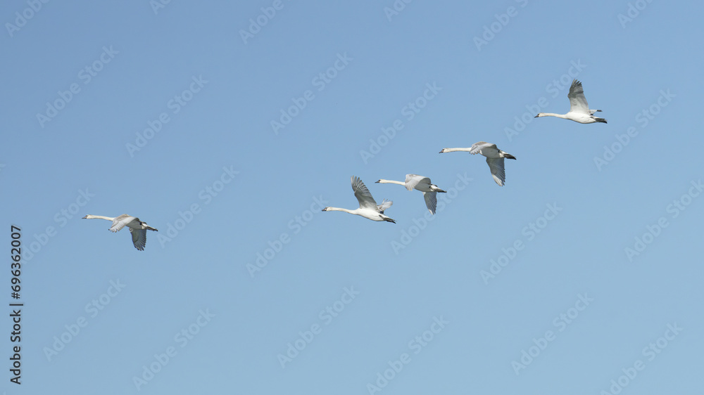 some immature royal swans in flight