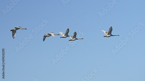 some immature mute swans in flight