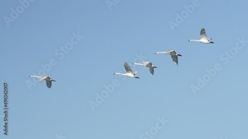 some immature royal swans in flight