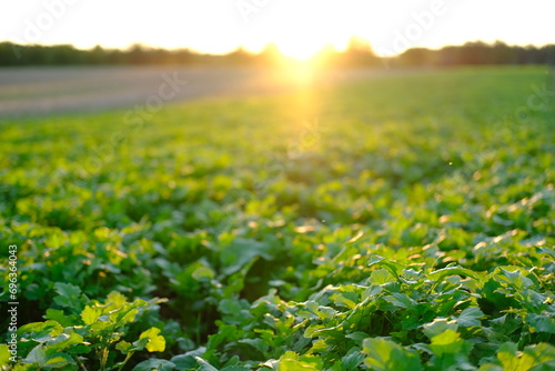 beautiful summer landscape, young rapeseed plants in sun, green fields of ripening agro culture, agricultural concept, growing crop, environmentally friendly plants, vegetable oil production