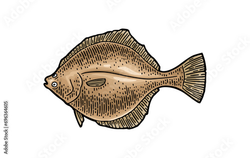 Whole fresh fish flounder. Vector color engraving vintage