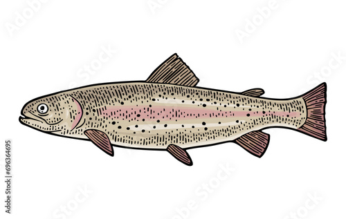 Whole fresh fish trout. Vector color engraving vintage