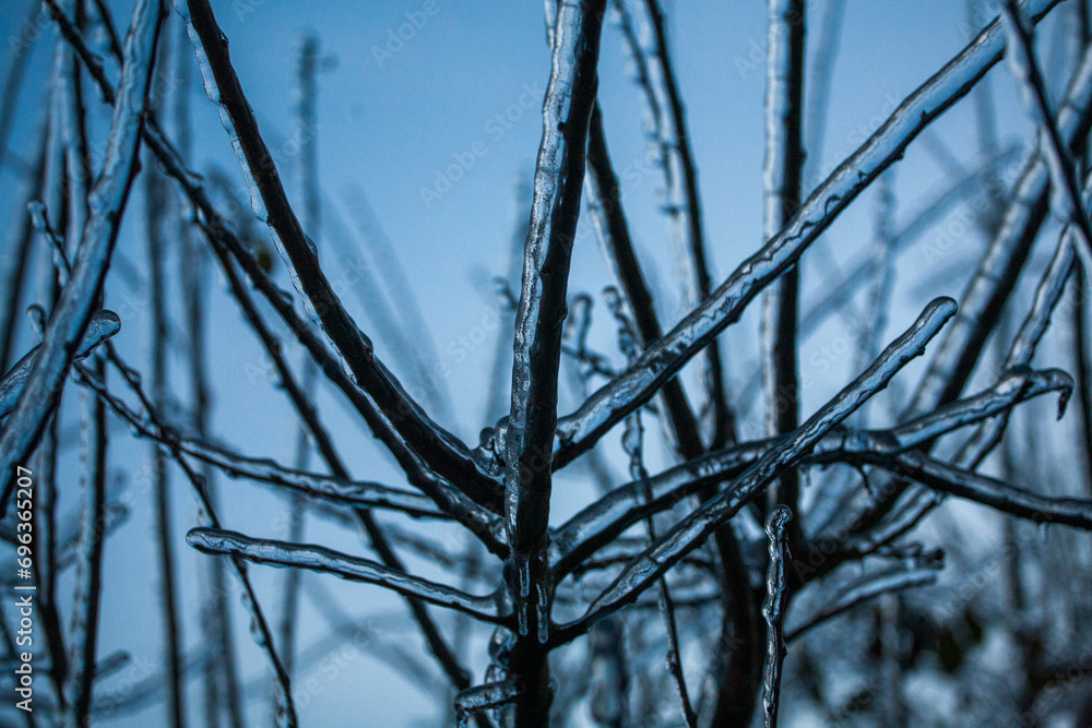 Obraz premium Frosty Spruce Branches.Outdoor frost scene winter background. Beautiful tree Icing in the world of plants and sunrise sky. Frosty , snowy, scenic