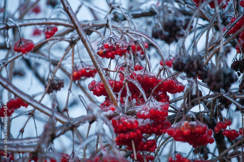 Frosty Spruce Branches.Outdoor frost scene winter background. Beautiful tree Icing in the world of plants and sunrise sky. Frosty , snowy, scenic Frosty Spruce Branches.Outdoor frost scene winter background. Beautiful tree Icing in the world of plants and sunrise sky. Frosty , snowy, scenic