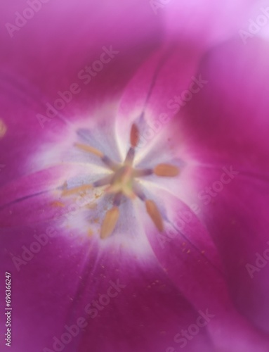 close up of pink flower