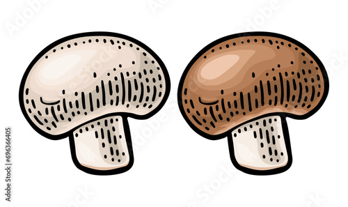 Champignon. Vintage color vector engraving illustration on white
