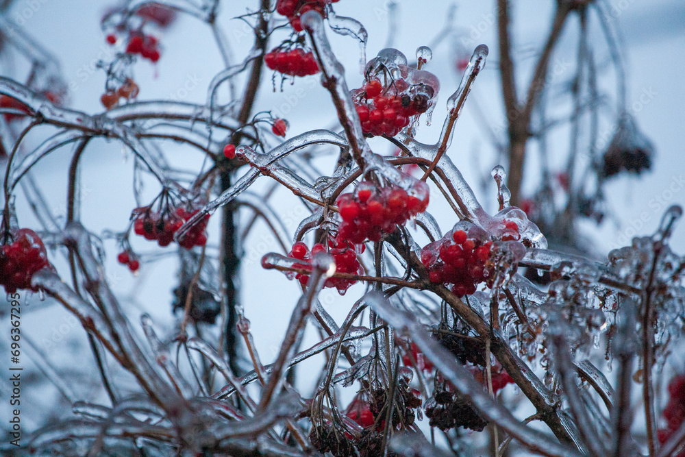Red viburnum berries frozen by the first frosts in December. Viburnum fruits covered with ice and frost. Winter berries with vitamins Red viburnum berries frozen by the first frosts in December. Viburnum fruits covered with ice and frost. Winter berries with vitamins