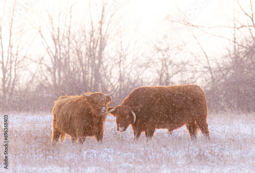 Highland cattle standing in a snowy field in winter in Canada